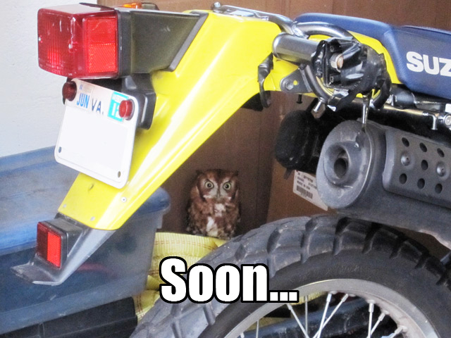 [Image: garageowl.jpg]